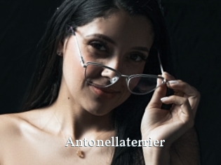 Antonellaterrier