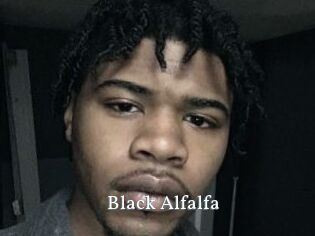 Black_Alfalfa