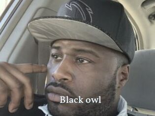 Black_owl