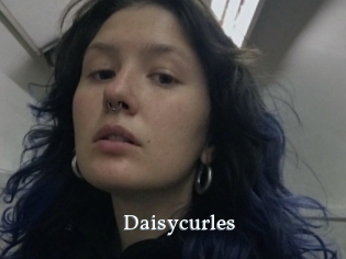 Daisycurles